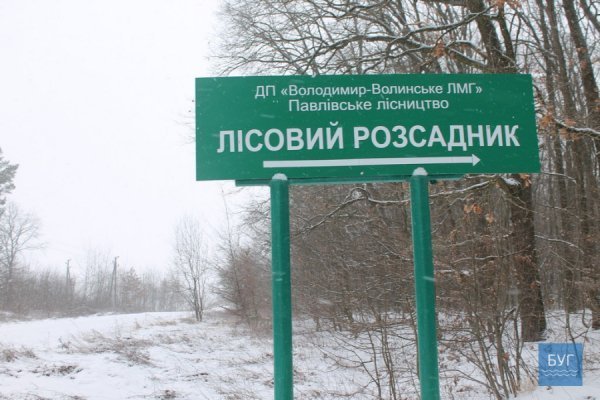 Зима у волинському лісі: тиша, краса та турбота про тварин