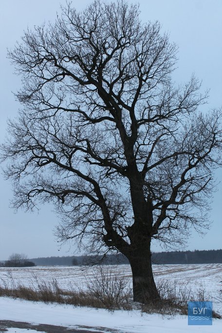 Зима у волинському лісі: тиша, краса та турбота про тварин