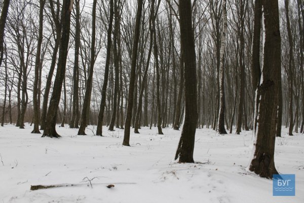 Зима у волинському лісі: тиша, краса та турбота про тварин