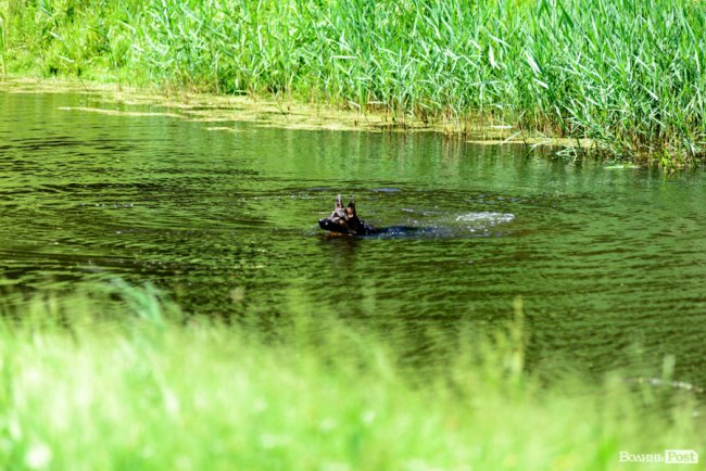 Літній день у центральному парку Луцька. ФОТОРЕПОРТАЖ