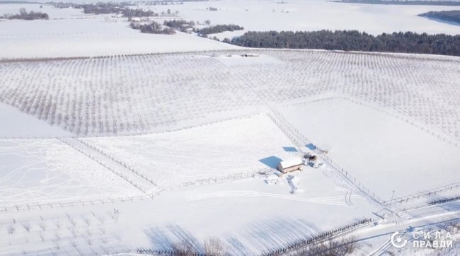 Директор «Луцькспецкомунтрансу» не вказав у декларації квартиру, авто і бізнес з фундуком – розслідування