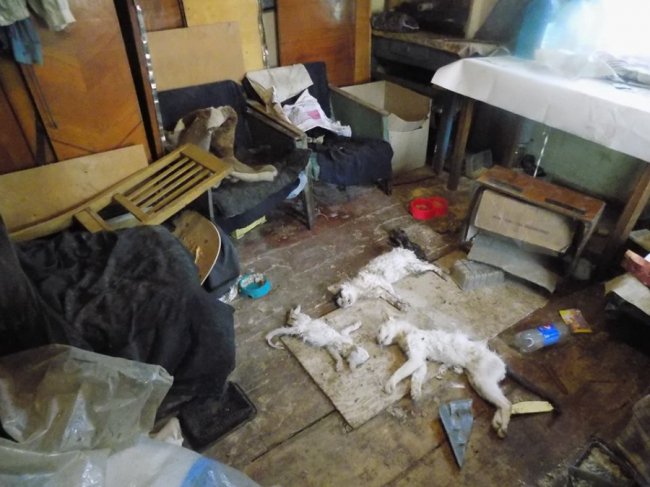 У міні-притулку порубали кошенят. ФОТО 18+