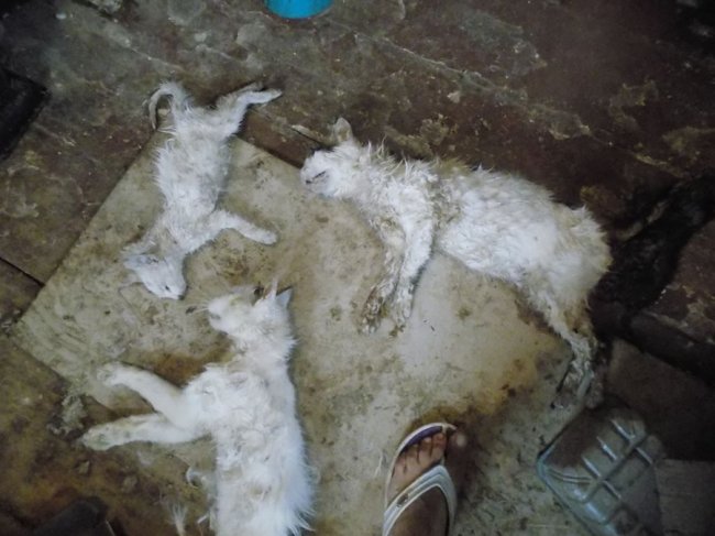 У міні-притулку порубали кошенят. ФОТО 18+