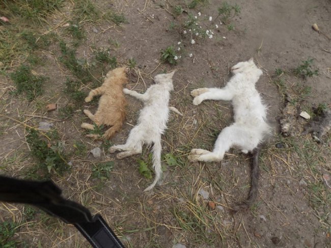 У міні-притулку порубали кошенят. ФОТО 18+