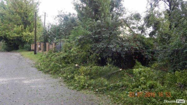 Внаслідок шквальної зливи під Луцьком попадали дерева. ФОТО
