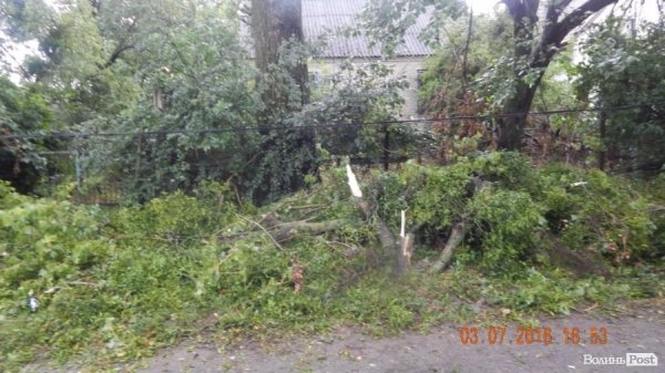 Внаслідок шквальної зливи під Луцьком попадали дерева. ФОТО