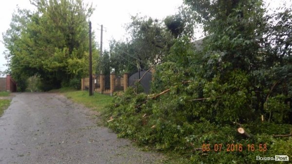 Внаслідок шквальної зливи під Луцьком попадали дерева. ФОТО