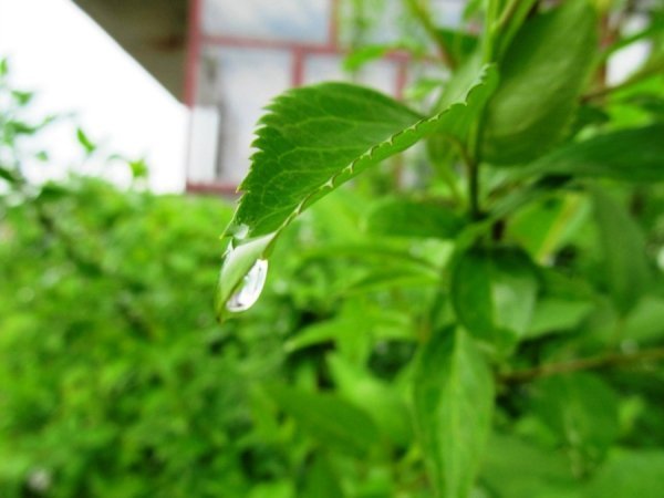 Ось таке у нас дощове літо. Фото було зроблено випадково)) 16 червня 2012р. м.Луцьк, фотографувала біля свого будинку) Автор Ткачик Ольга