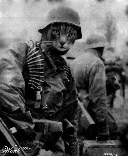 Бабуся і кіт: фотожабоманія триває. ФОТО