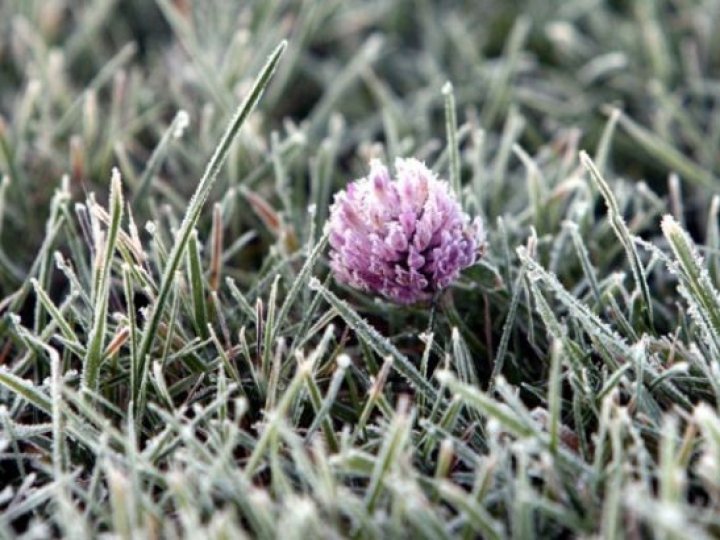 На Волині очікуються заморозки на поверхні ґрунту