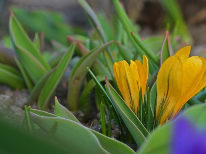 Погодні умови відповідають нормам квітня: у Луцьку в березні - знову температурний рекорд