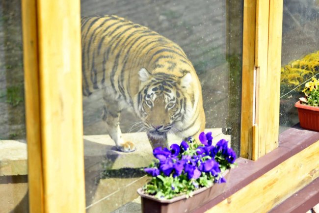 Пухнастики, тисячі тюльпанів і фотозони: луцький зоопарк запрошує в гості. ФОТО