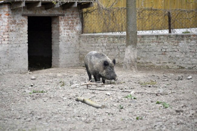 Пухнастики, тисячі тюльпанів і фотозони: луцький зоопарк запрошує в гості. ФОТО