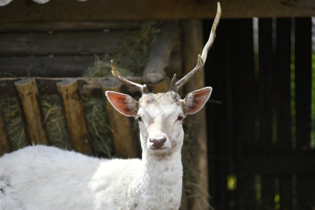 Пухнастики, тисячі тюльпанів і фотозони: луцький зоопарк запрошує в гості. ФОТО