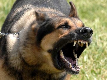 Чоловіка вдома вкусила вівчарка і він помер від сказу