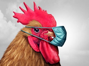 У Луцькому районі – карантин, бо на Волині вперше виявили пташиний грип