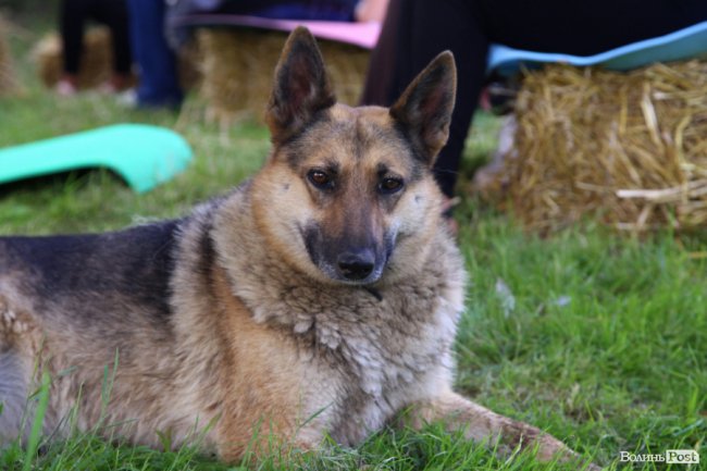 «Це не було моєю мрією», – головний патрульний Волині про роботу правоохоронцем