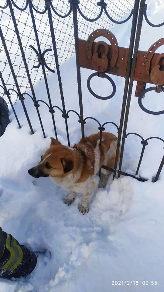 Волинські надзвичайники врятували песика, який застряг у паркані