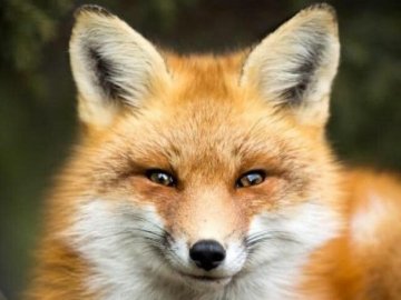 У селі на Волині – нашестя лисиць