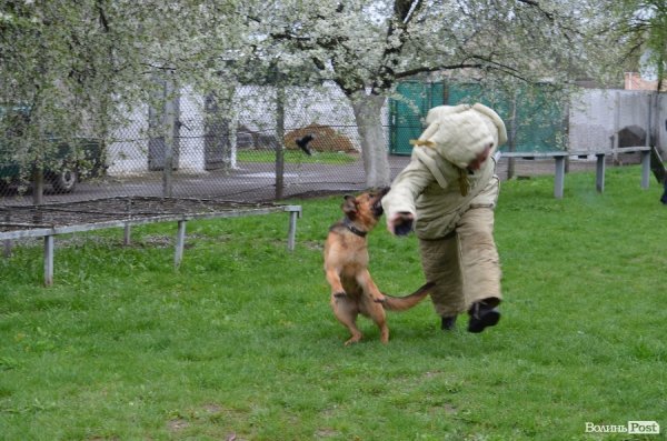 Як живуть та тренуються службові собаки. ФОТО
