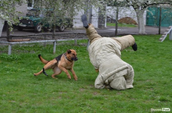 Як живуть та тренуються службові собаки. ФОТО