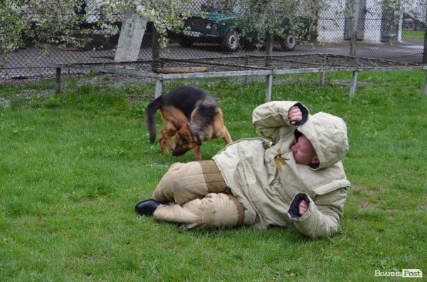 Як живуть та тренуються службові собаки. ФОТО