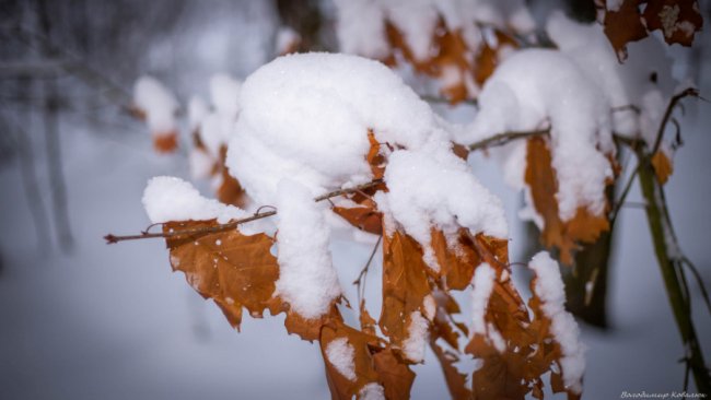 Показали красу зимового волинського лісу: чарівні фото