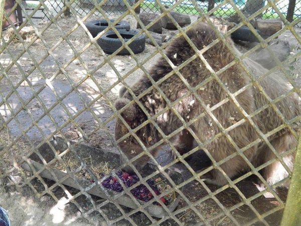 У зоопарку Луцька ведмедів рятують від спеки фруктовими коктейлями. ФОТО 