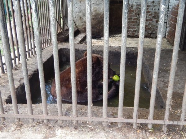 У зоопарку Луцька ведмедів рятують від спеки фруктовими коктейлями. ФОТО 