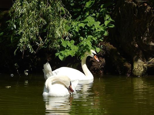 У зоопарку Луцька ведмедів рятують від спеки фруктовими коктейлями. ФОТО 