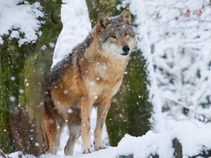 Як діяти при зустрічі з вовком та чому хижаки бояться парфумів: поради фахівців з Волині