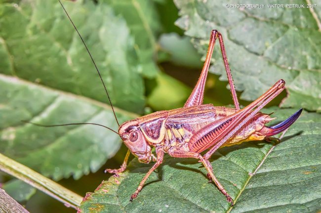Останній день літа на світлинах луцького фотографа