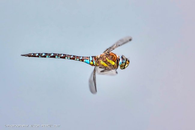 Останній день літа на світлинах луцького фотографа