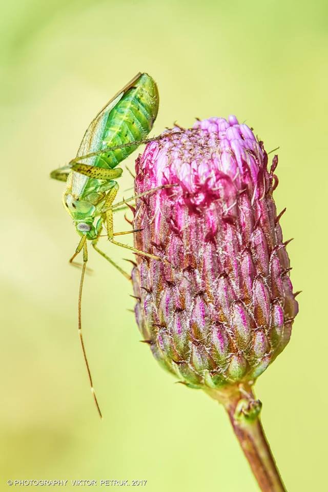 Останній день літа на світлинах луцького фотографа