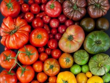 Як волинський атовець з батьком стали «помідорними магнатами»