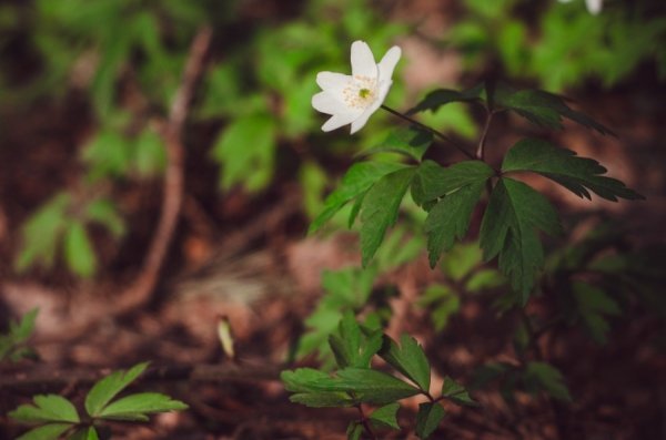 Фотовиставка Дмитра Лисюка