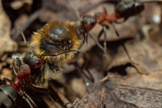 Волинський фотограф опублікував неймовірні макросвітлини комах та рослин