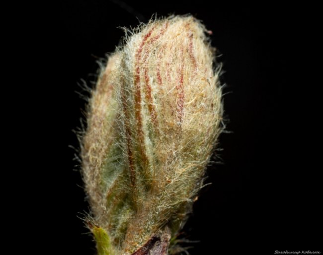 Волинський фотограф опублікував неймовірні макросвітлини комах та рослин