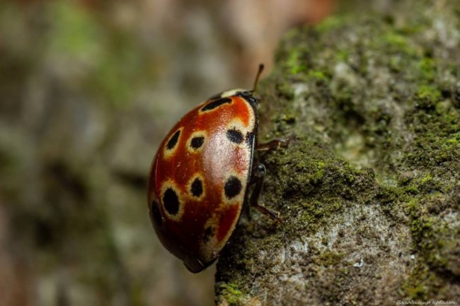 Волинський фотограф опублікував неймовірні макросвітлини комах та рослин