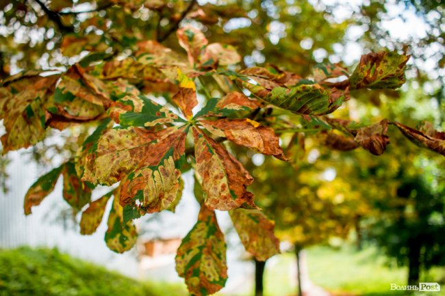 Літній листопад: чому «лисіють» луцькі каштани. ФОТО