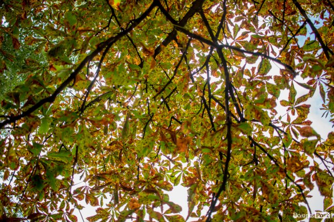 Літній листопад: чому «лисіють» луцькі каштани. ФОТО