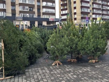 У Луцьку перевірили законність продажу ялинок, знайшли порушення. ФОТО, ВІДЕО