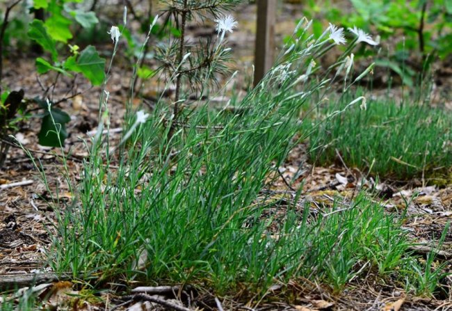 У волинському лісі знайшли унікальні види рослин. ФОТО