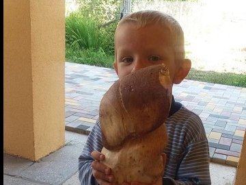 Волинянин знайшов у лісі велетенського гриба