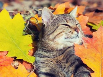 Погода у Луцьку на завтра, 29 жовтня