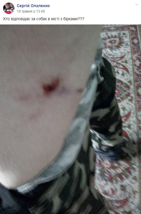 У Володимирі-Волинському думають, як вирішити проблему з безпритульними собаками