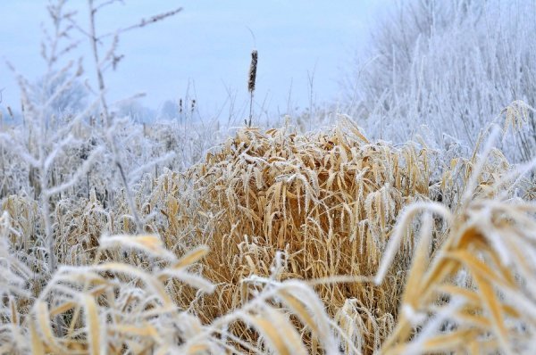 Волинь в льодяному тумані. ФОТО