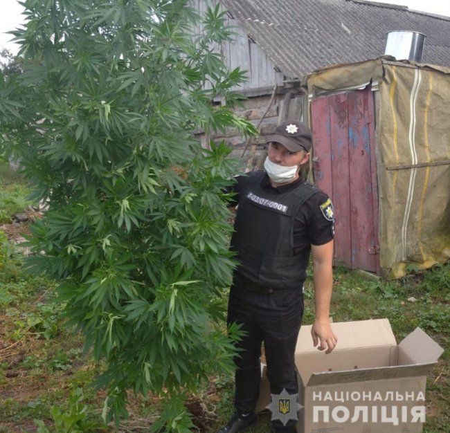 Викрили волинянина, який у теплиці вирощував коноплю. ФОТО