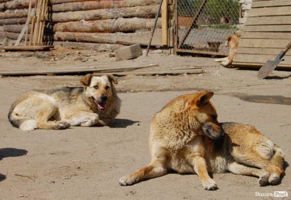 Іноземці безплатно стерилізуватимуть луцьких собак