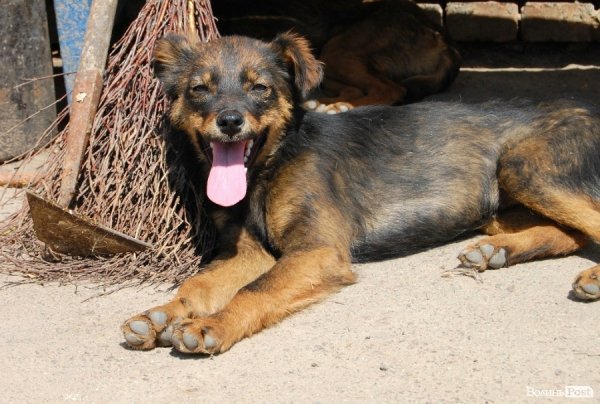 Іноземці безплатно стерилізуватимуть луцьких собак